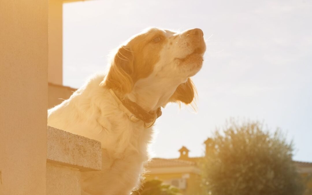 Se il mio cane morde un ladro ?