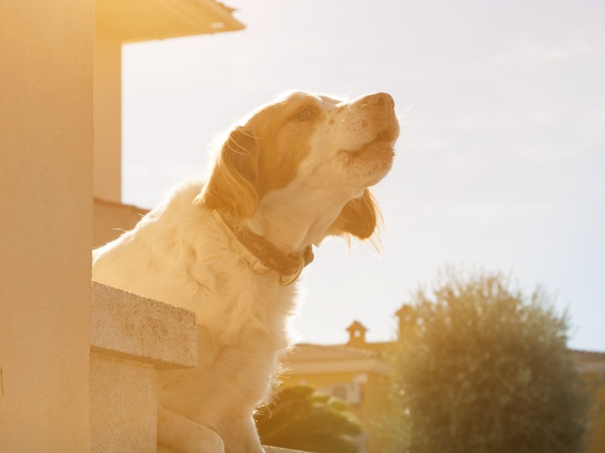 Se il mio cane morde un ladro ?